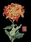 (image for) Japanese Chrysanthemum Orange
